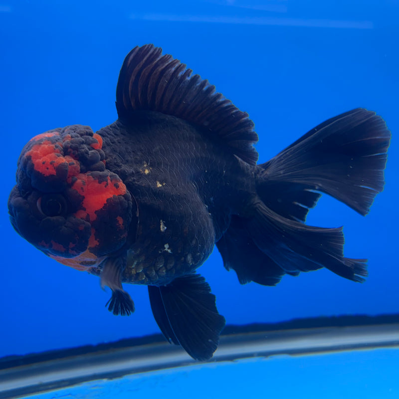 Thai Oranda JUMBO Black Body Red Cap 4” Body Female(QGF-CK-1335)BLUETUB1