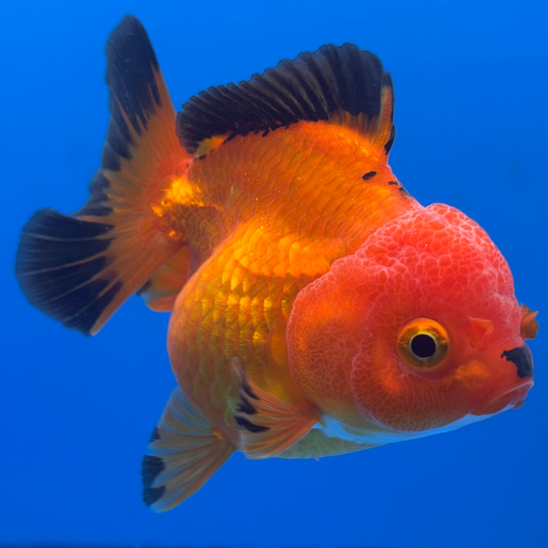 Thai Oranda Apache 3” Body Female(CK-701)R1A05