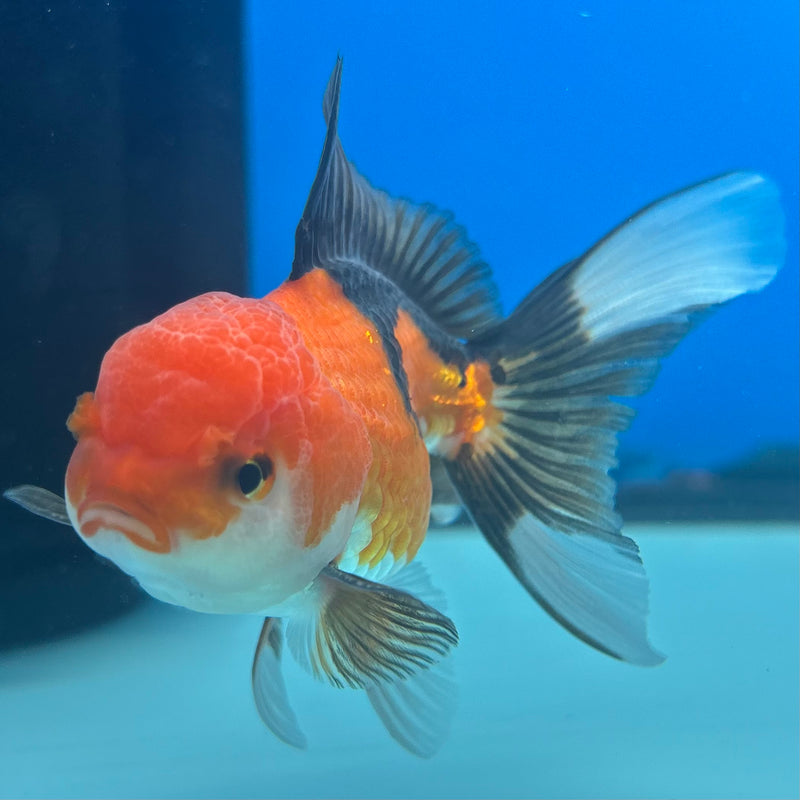 Thai Oranda Apache 2.5” Body Male(CK-1287)R3B02