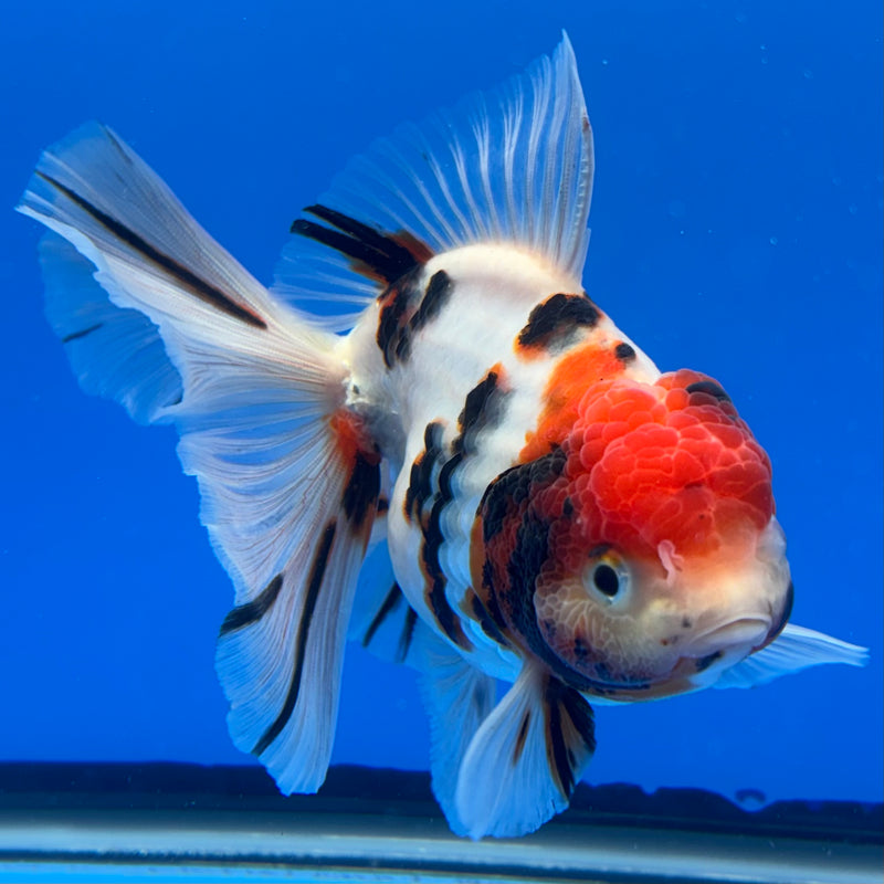 Thai Oranda Tri-Color Calico Tiger 3.5” Body Male(CK-714)R1A06