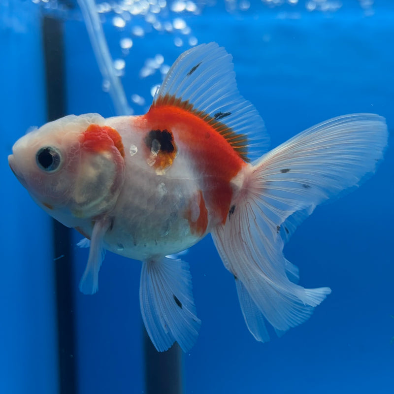 Thai Oranda Tri-Color Calico 2” Body Female(CK-1279)R3B04