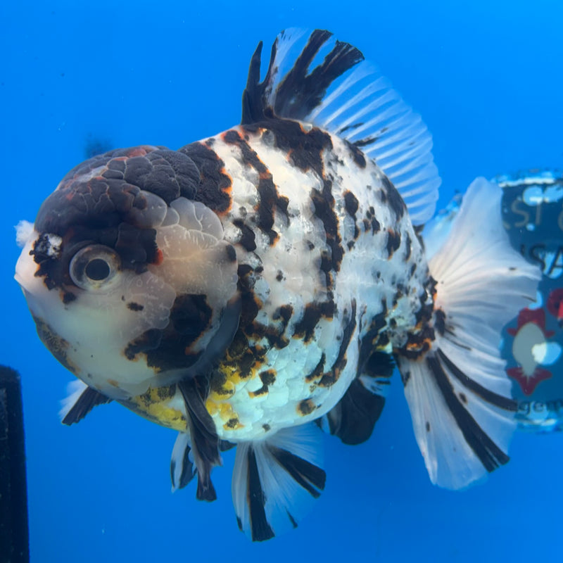 Thai Oranda Tri-Color Calico Tiger 5.5” Body Male(NKT-CK-1033)SHOWTANK2