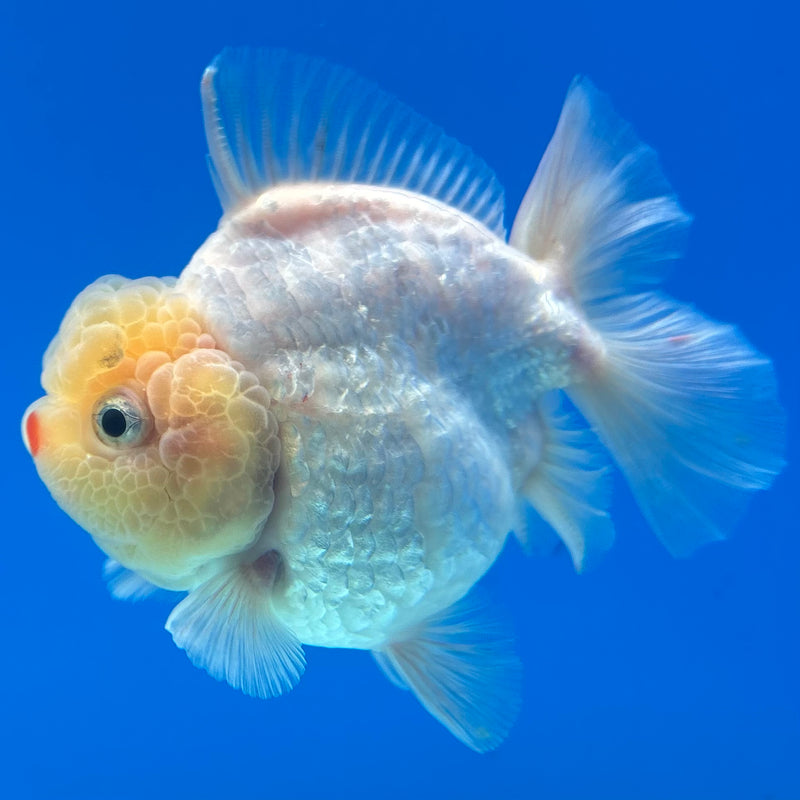 Thai Oranda White Polka Dot Lemon Head Calico 3” Body Male(QGF-CK-1076)SHOWTANK