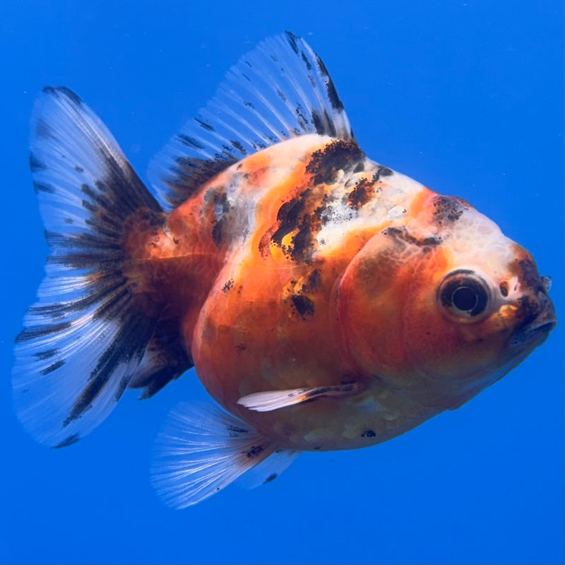 Thai Oranda SHOGUN 2” Body Male(CK-1007)R3B16