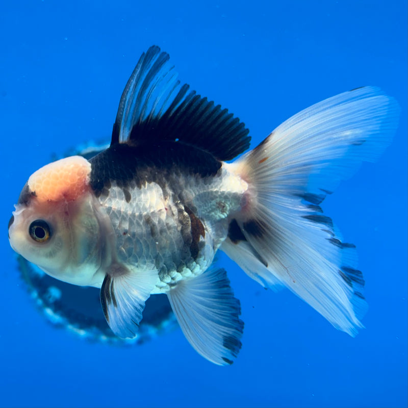 Thai Oranda Panda 2.5” Body Male(CK-1285)R3B02