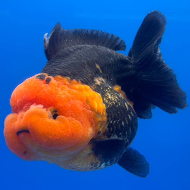 Thai Premium Oranda Yuanbao Apache 4” Body Male(CK-771)R1BlueTub4