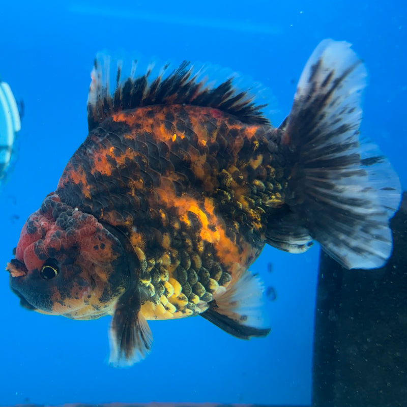 Thai Oranda Calico Tiger 3.5” Body Male(CK-1514)BLUETUB-D