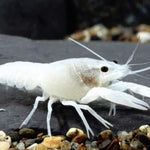 Snow White Crayfish (Procambarus alleni) 2.00 inch