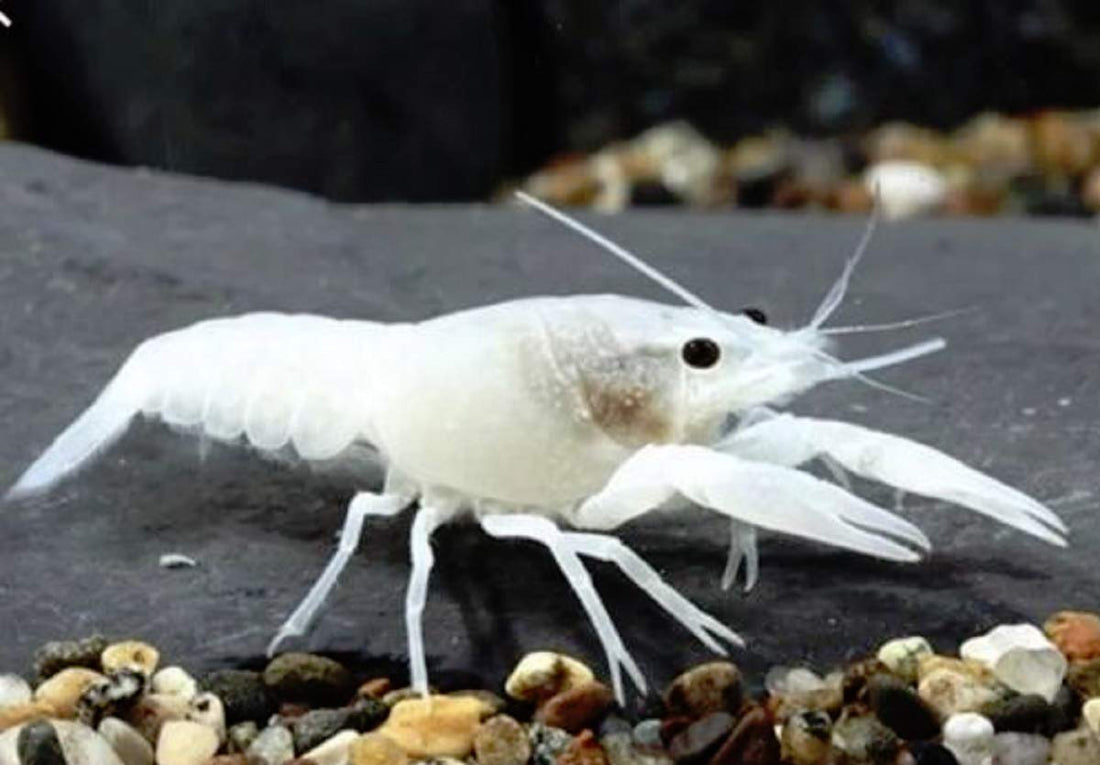 Snow White Crayfish (Procambarus alleni) 2.00 inch