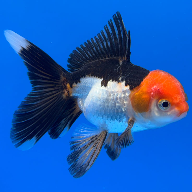 Thai Oranda Tri-Color 2.5” Body Male(CK-1306)R3B17
