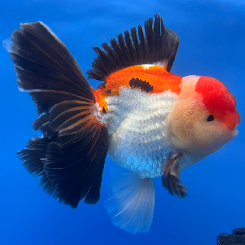 Thai Oranda AA JUMBO Apache/Tri-Color 4” Body Male(AA-CK-1355)R1BLUETUB3