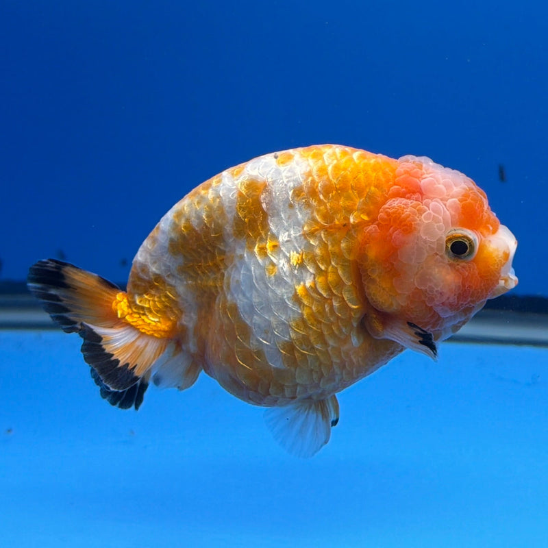 Chinese Ranchu Red & White Calico 3.5in Female (FEB-305)R2A05