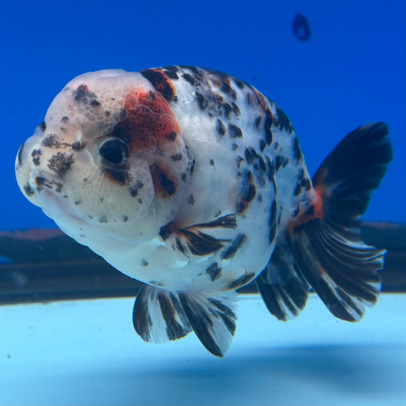 Thai Ranchu Tri-Color Calico 3.5" Body Male(CK-896)R1A12