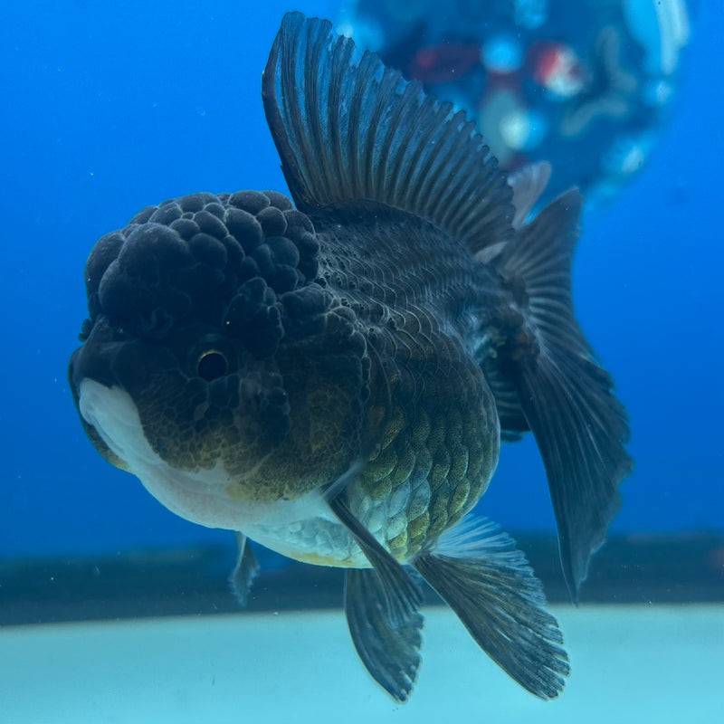 Thai Oranda Panda 2.5” Body Female(CK-902)R3B16
