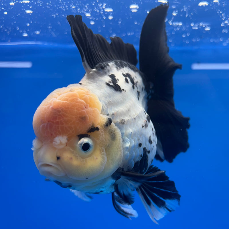 Thai Oranda JUMBO Lemon Head Panda 4.5” Body Female(QGF-CK-1331)BLUETUB1