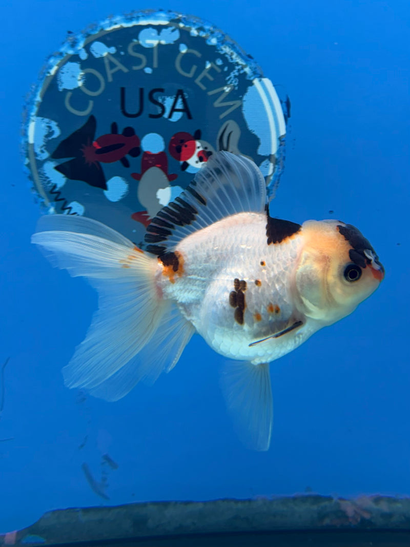 Thai Oranda Tri Panda 2.5” Female (FEB-266)R3A09