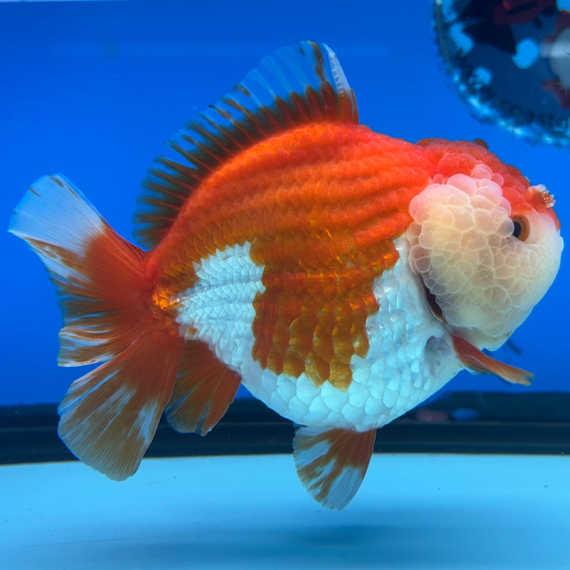 Thai Oranda Red/White 4” Body Male(CK-1447)R1BLUETUB1