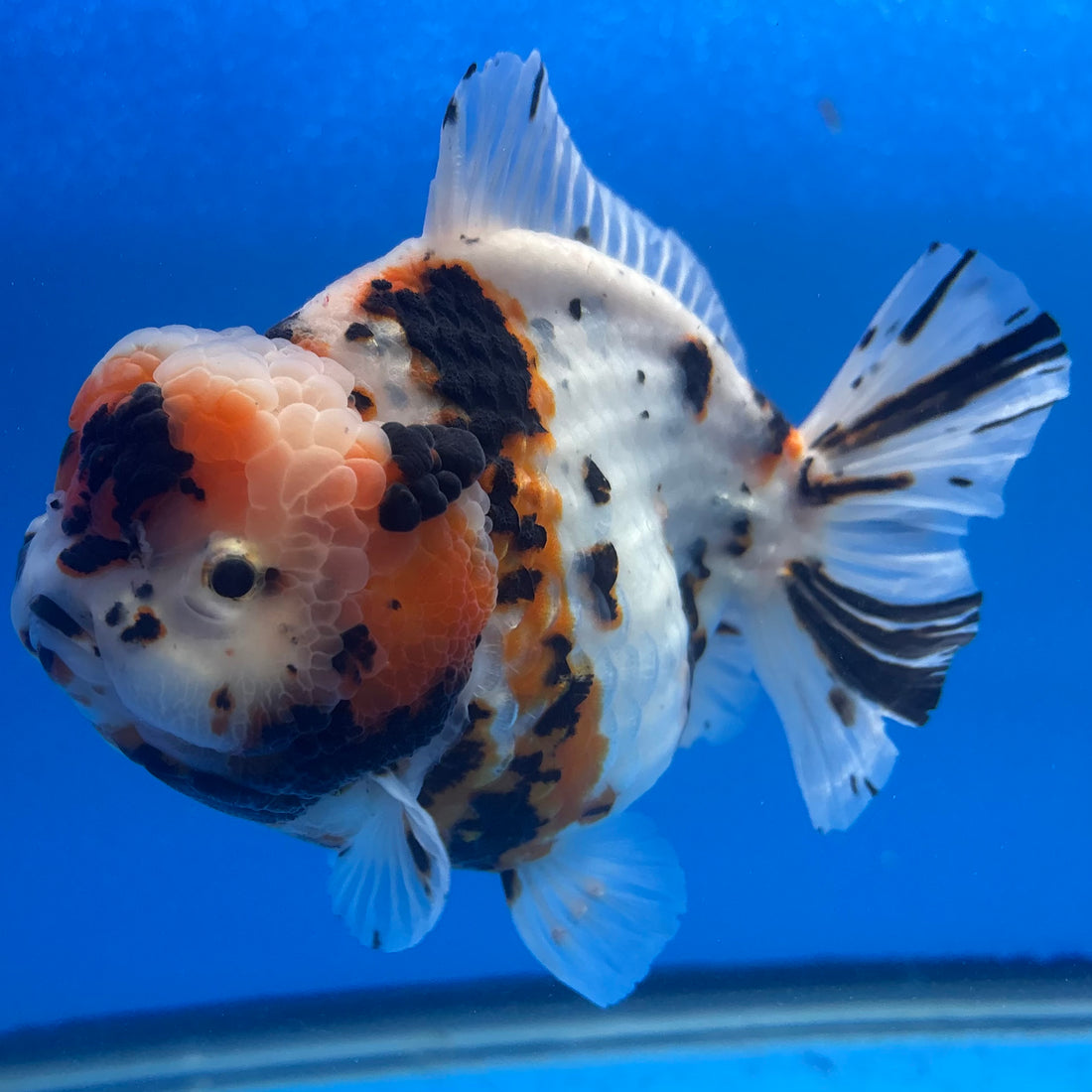 Thai Oranda Tri-Color Tiger 4.5" Female (NKT-CK-1566)BLUETUB-B
