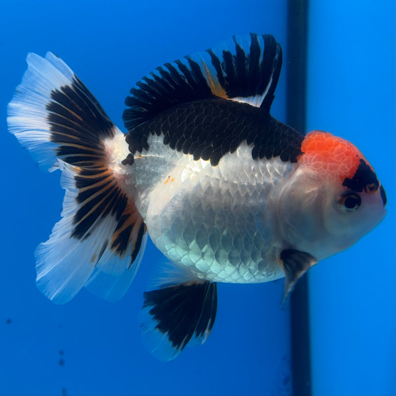 Thai Oranda Tri-Color 3.5” Body Female(BIN-CK-1069)SHOWTANK2