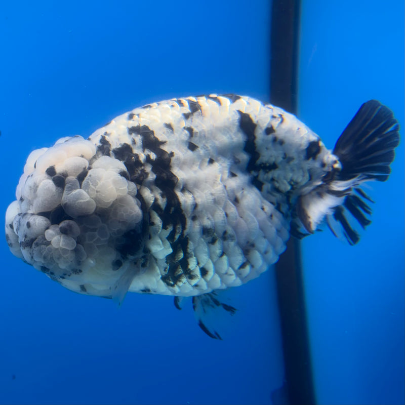Thai Ranchu White Tiger 4.5” Body Female(BIN-CK-1037)R1BLUETUB2