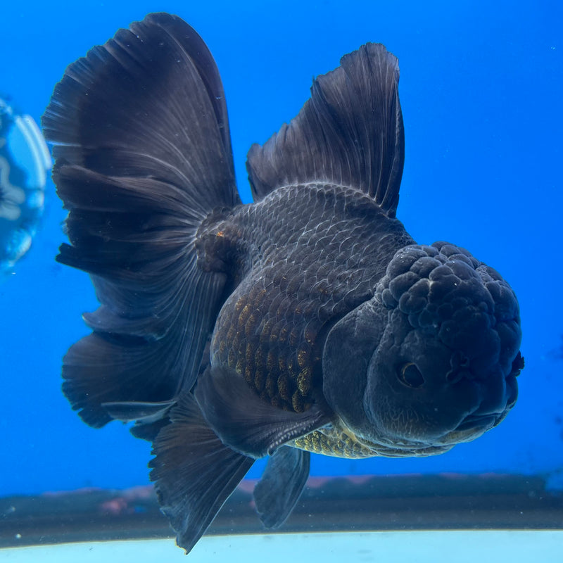 Thai Oranda JUMBO Full Black 4” Body Male(CK-1364)SHOWTANK2