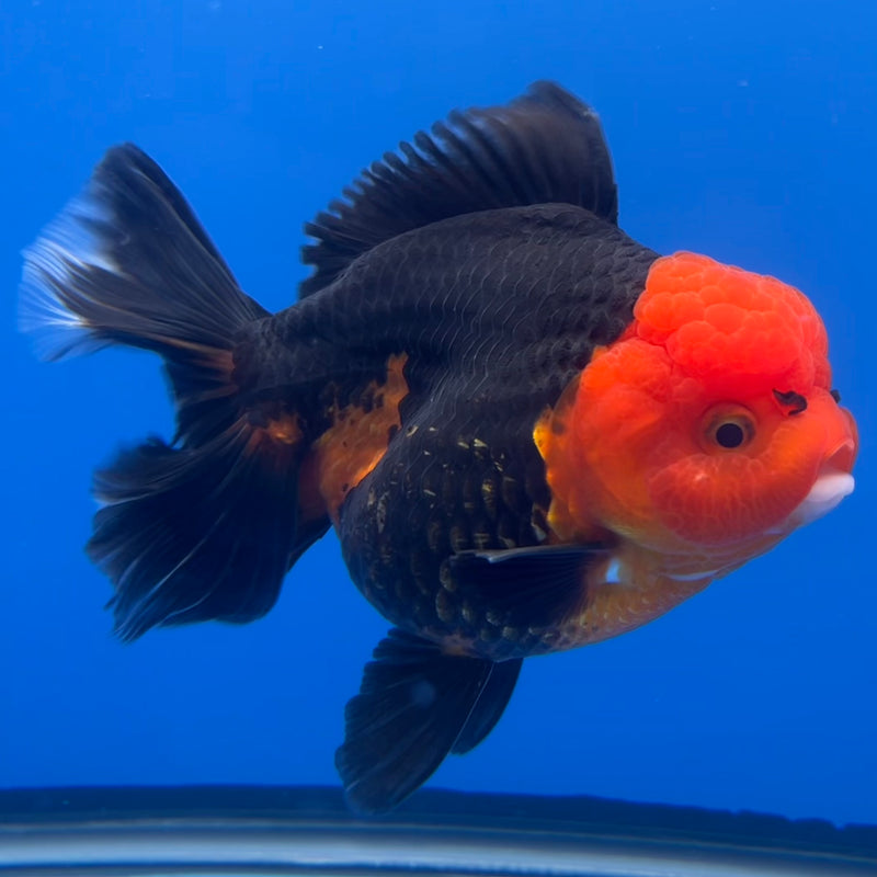 Thai Premium Oranda Yuanbao Apache 4” Body Female(CK-755)R1BlueTub4