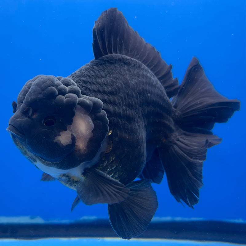 Thai Oranda Panda 4” Body Male(CK-833)R1A11
