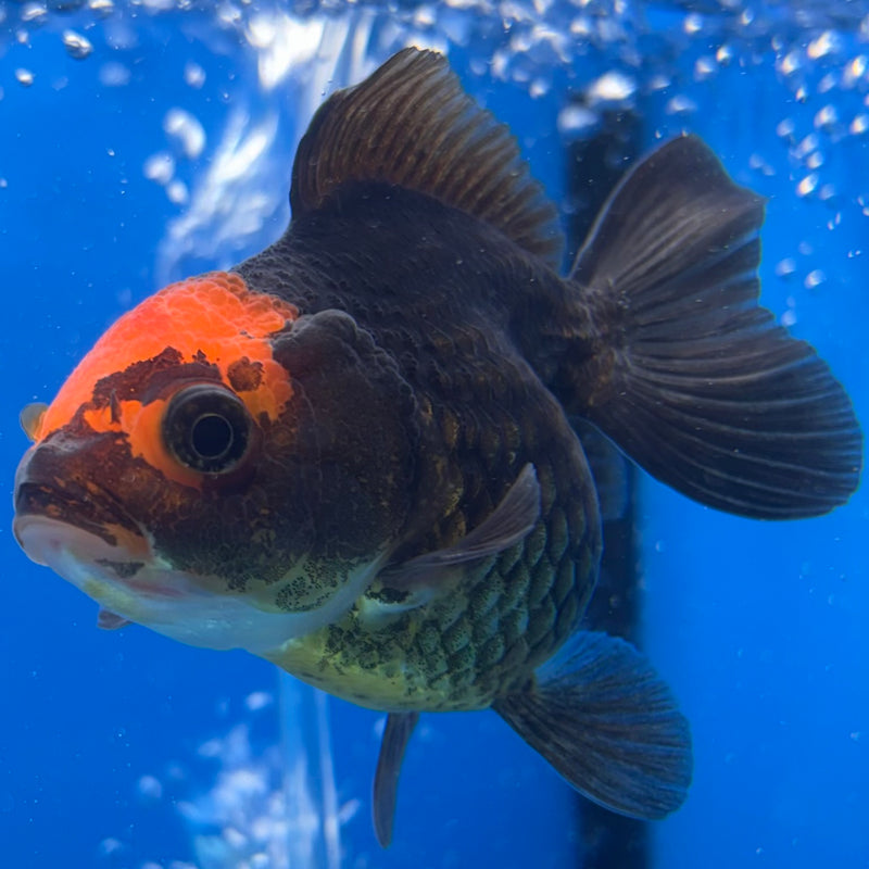 Thai Oranda Black Body Red Cap 2.5" Female (CK-1547)R3A16