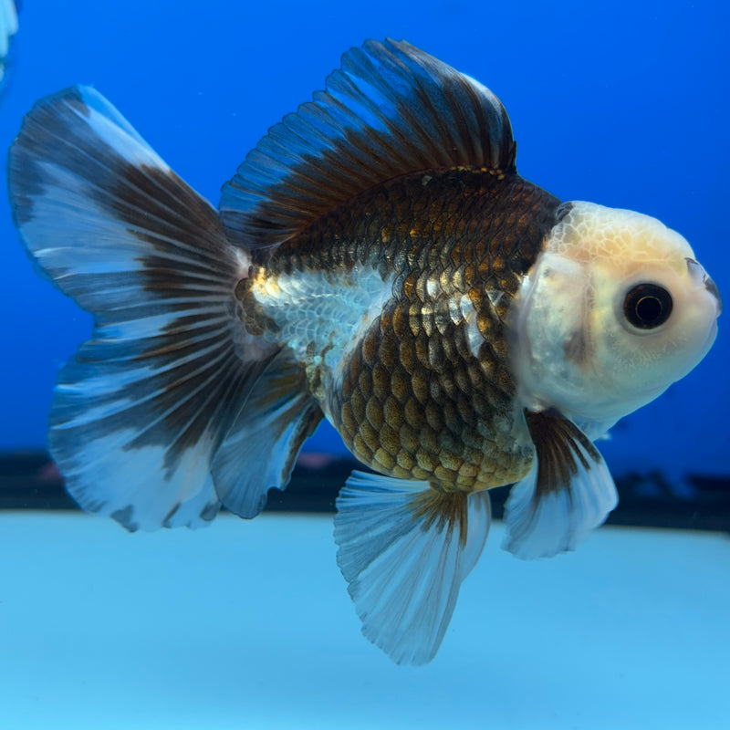 Thai Oranda Panda 2.5” Body Male(CK-854)R3B17