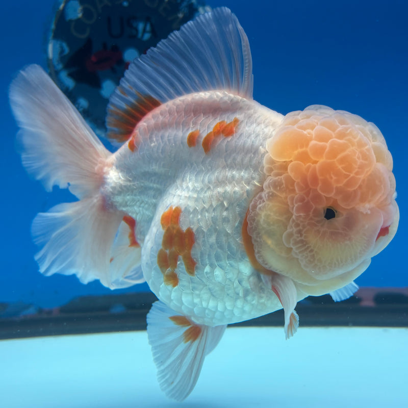 Thai Jumbo Oranda Lemon Head Red/White 4.5” Body Female(CRP-CK-1087)BLUETUB2