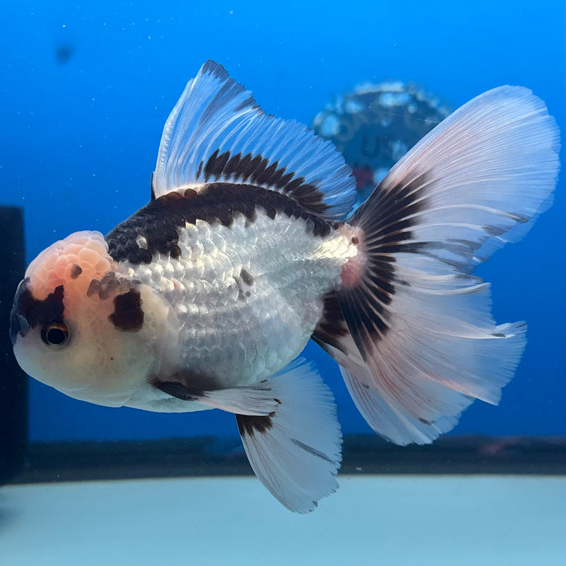 Thai Oranda Panda 3.5” Body Male(CK-1397)SHOWTANK2 (Copy)