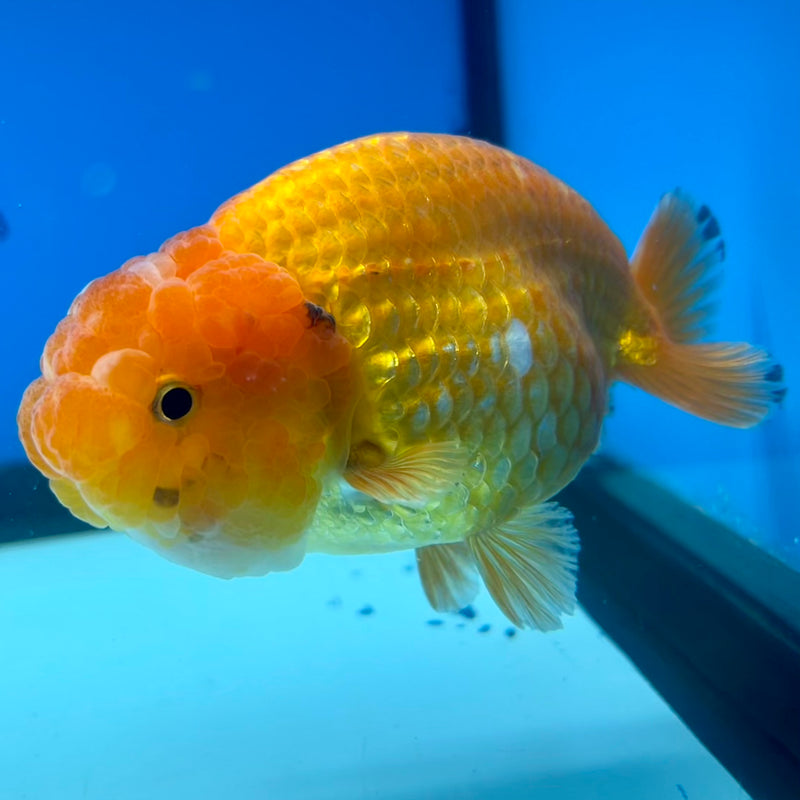 Thai Ranchu Full Red 3.5” Body Female(CK-1123)R1B05