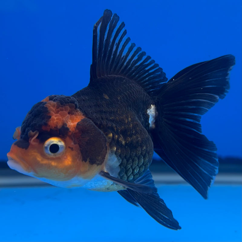 Thai Oranda Tri-Color 2” Body Female(CK-1302)R3B16