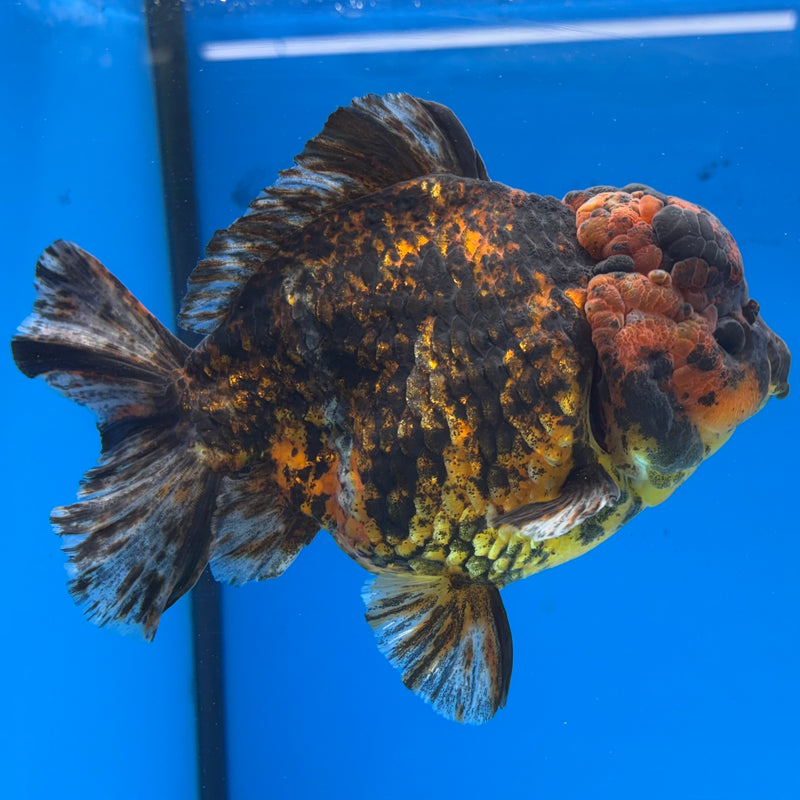 Thai Oranda JUMBO Calico Tiger 5” Body Male(CK-1440)BLUETUB2