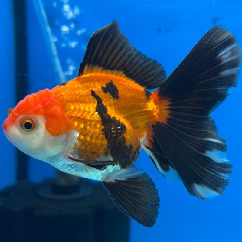 Thai Oranda Apache 2.5” Body Female(CK-861)R3B16