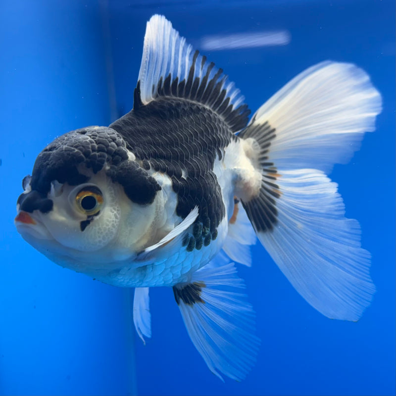 Thai Oranda Panda 3” Body Female(CK-1001)R3B18