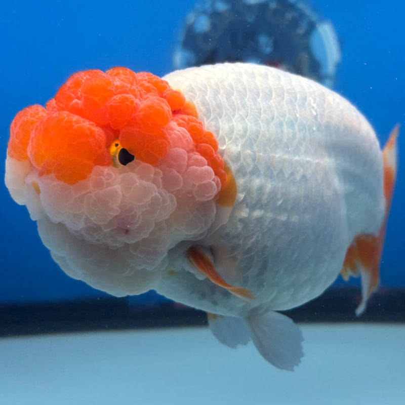 Thai Ranchu JUMBO Red/White 4.5” Body Male(CK-1453)SHOWTANK2