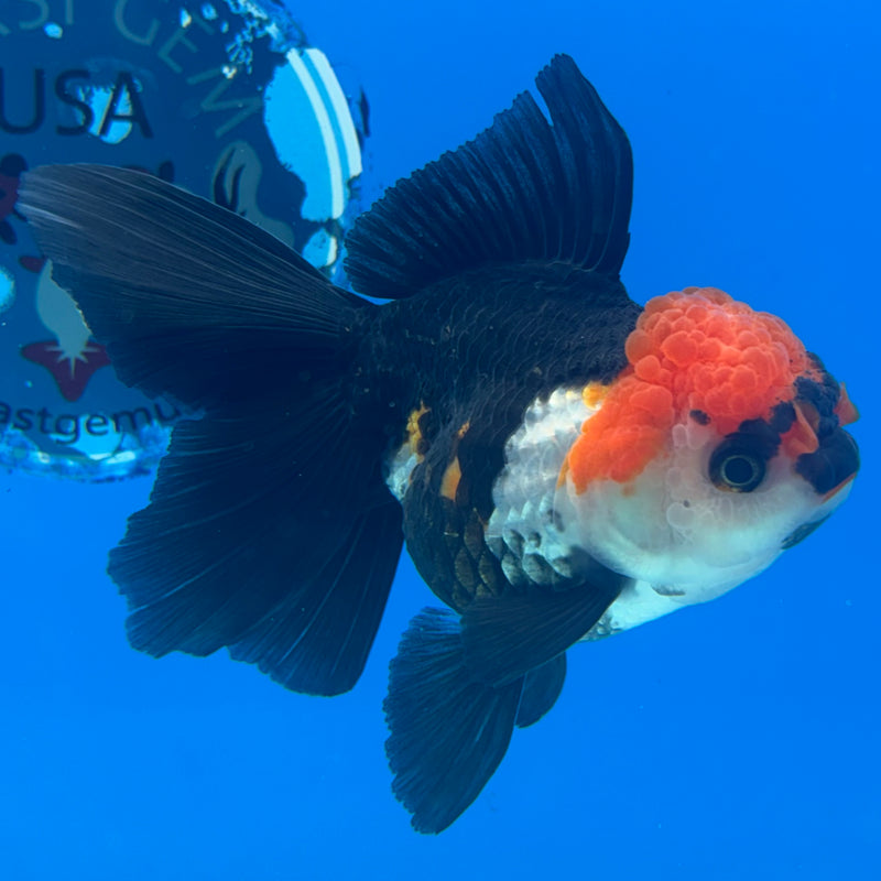 Thai Oranda Apache 3.5” Body Female(CK-936)R1BLUETUB4