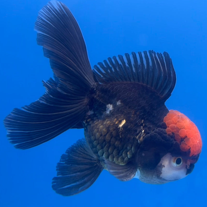 Thai Oranda Tri-Color 3” Body Male(CK-658)R1B11