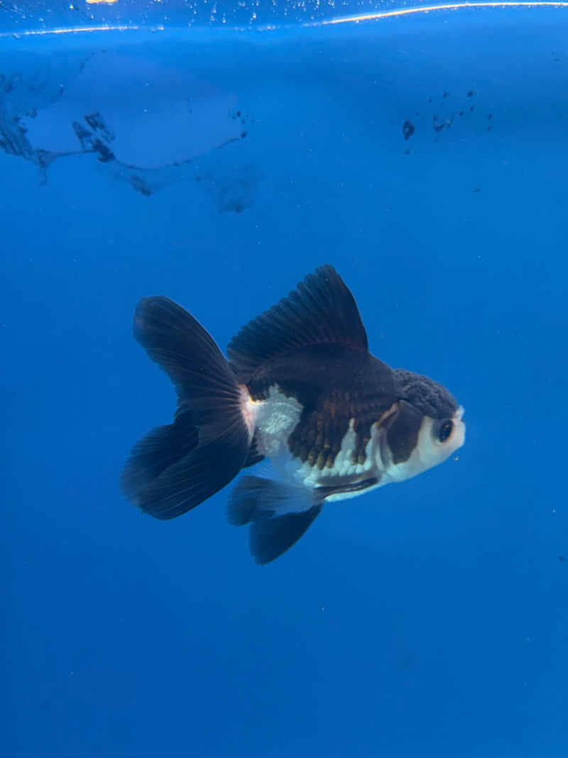 Thai Oranda Panda 2.5” Male (FEB-320)R3B08