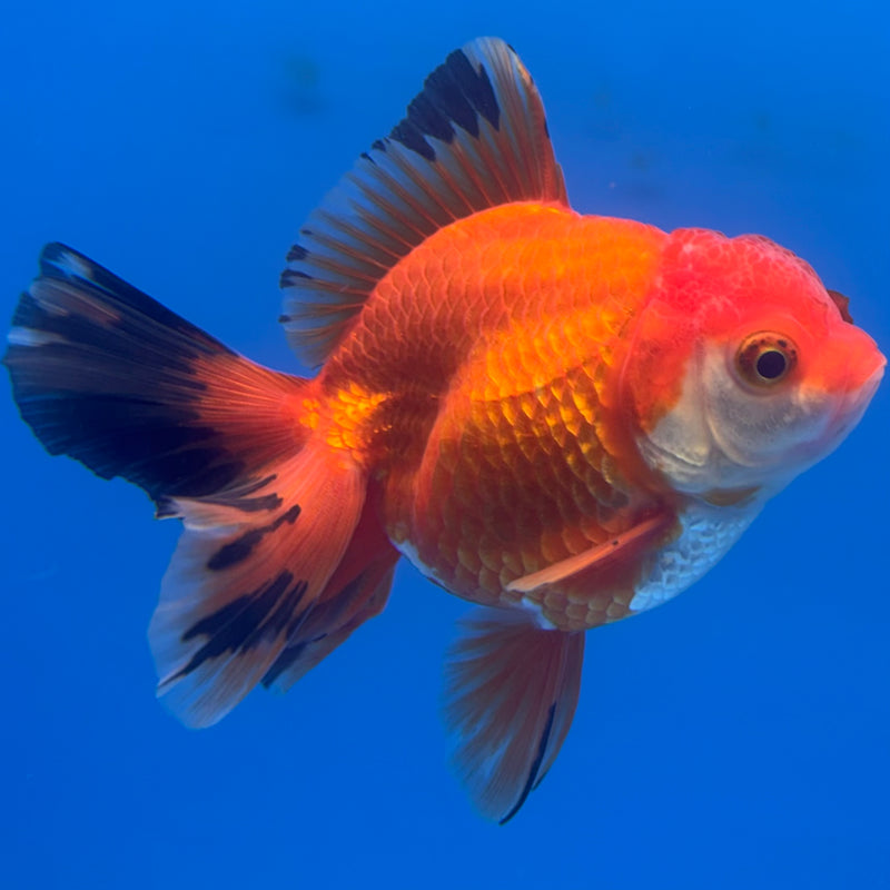 Thai Oranda Apache 3” Body Male(CK-702)R1A05