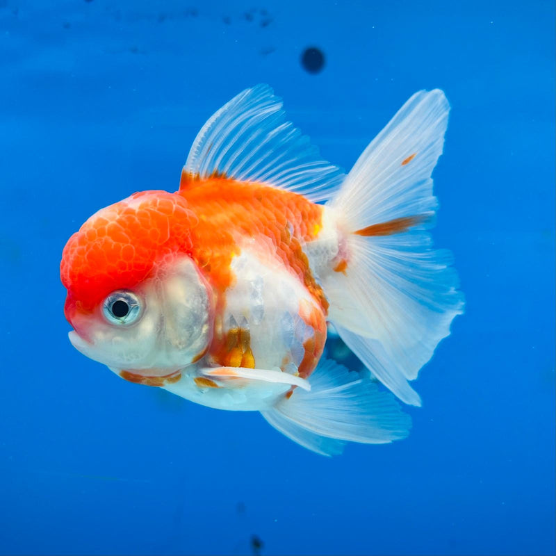 (KP-222) Thai Fancy Skaura Oranda 3'' Male R3B22