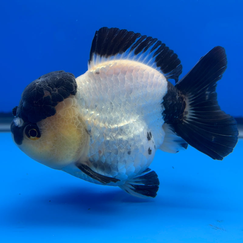 Thai Premium Oranda Yuanbao Panda 4” Body Male(CK-767)R1BlueTub4