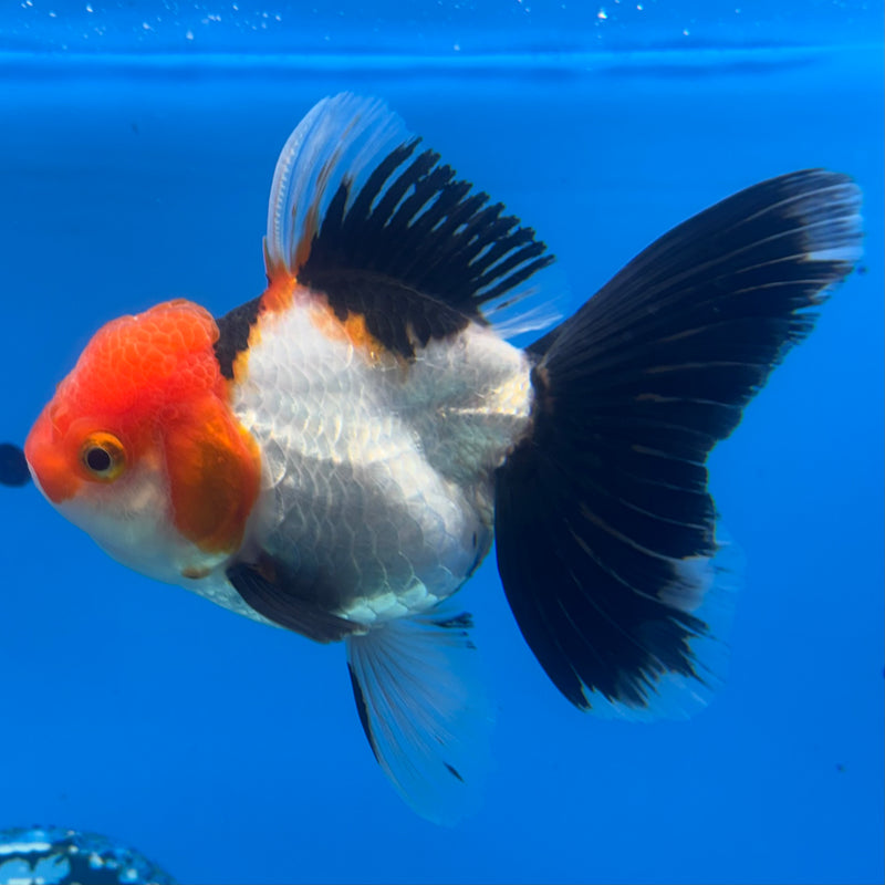 Thai Oranda Apache 3.5” Body Female(CK-909)R1BLUETUB4