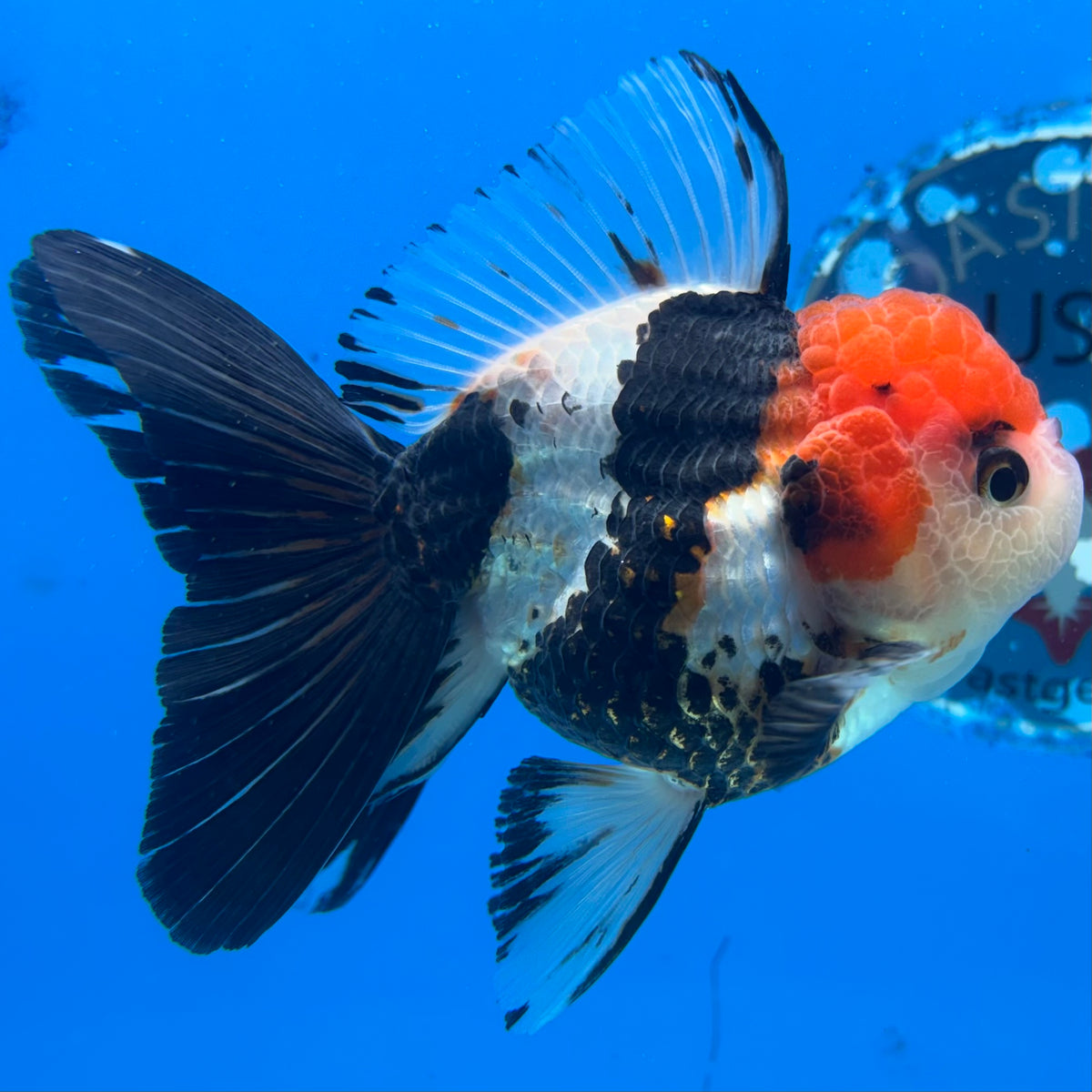 Thai Oranda Tri-Color 3” Male(CK-1625)R2A07