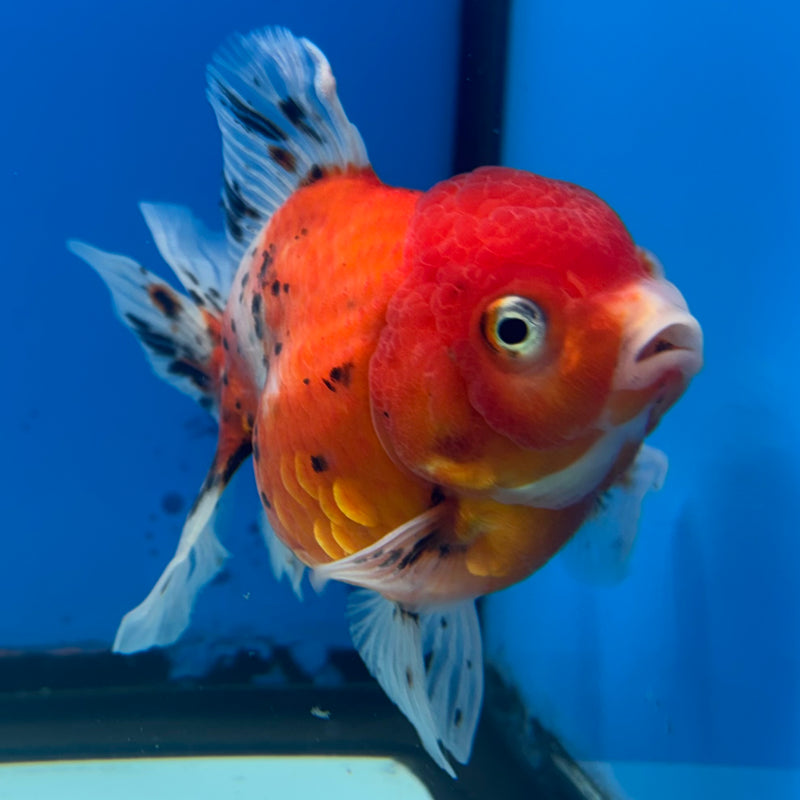Thai Oranda Tri-Color Calico 3.5” Body Male(QGF-CK-1089)SHOWTANK