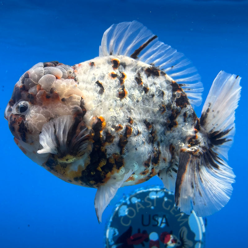 Thai Oranda Tri-Color Calico Tiger 5.5” Body Male(NKT-CK-1030)SHOWTANK2