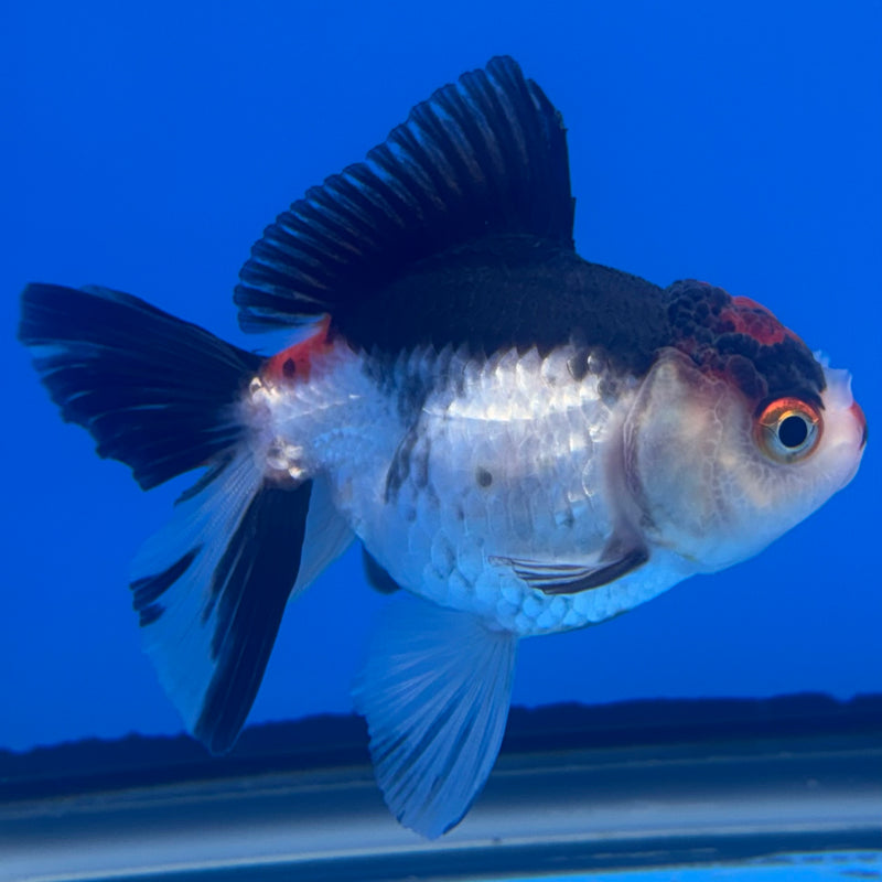 Thai Oranda Tri-Color 2.5” Body Female(CK-1312)R3B13
