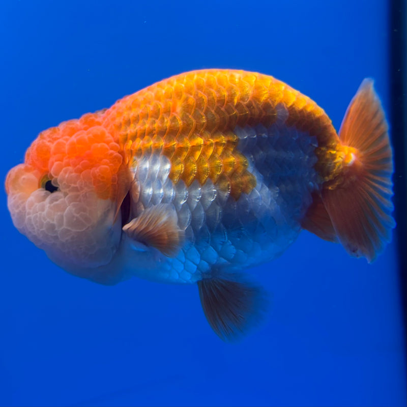 Thai Ranchu Red/White 3.5” Body Male(CK-829)R3A13
