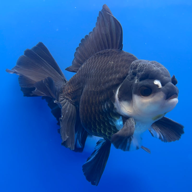 Thai Oranda JUMBO Panda 4” Body Male(QGF-CK-1318)BLUETUB1